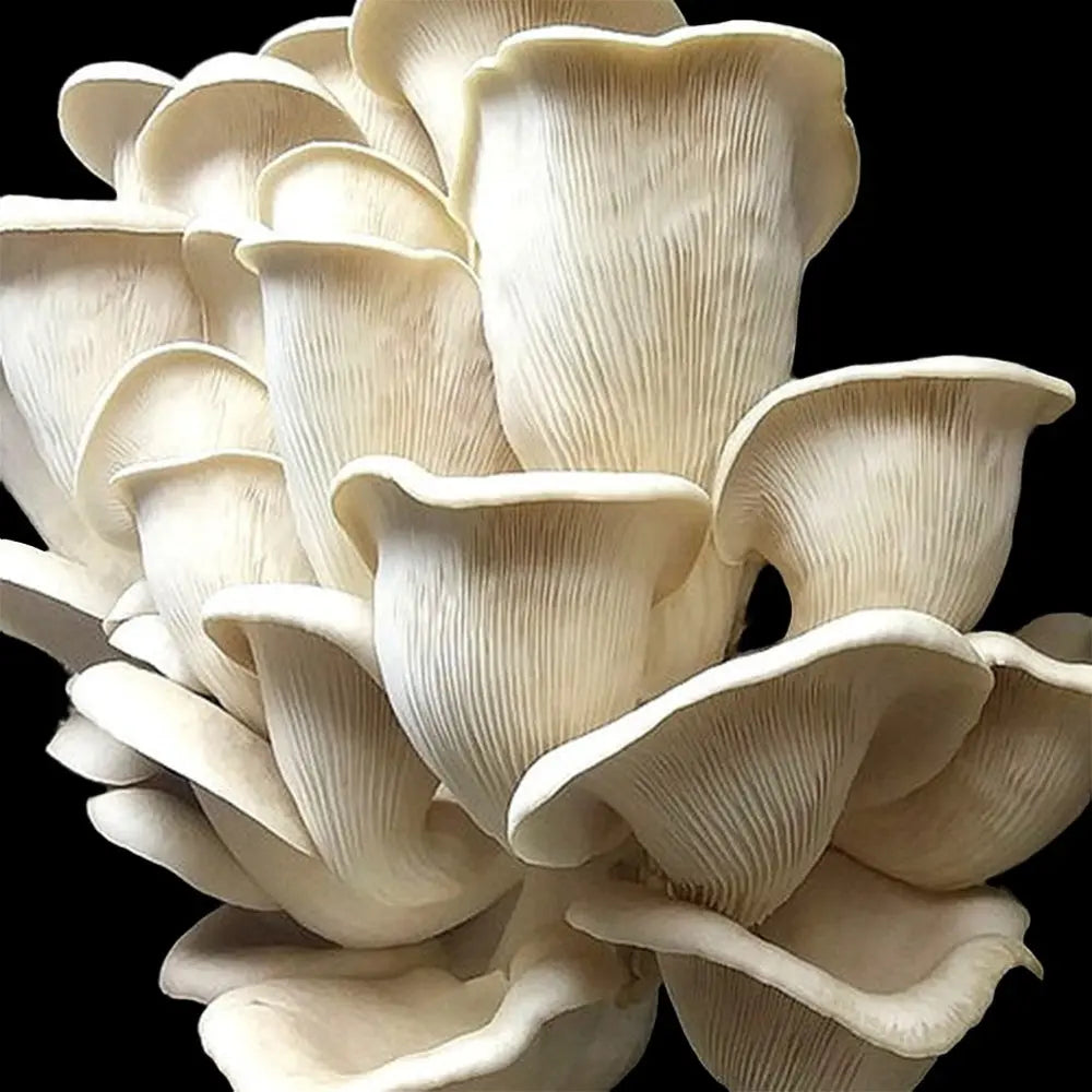 Pathfinder Oyster Mushroom  Mycotopia