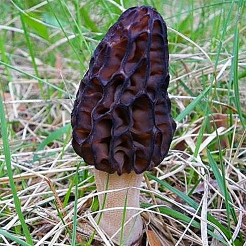 Purple Morel Mushroom  Mycotopia