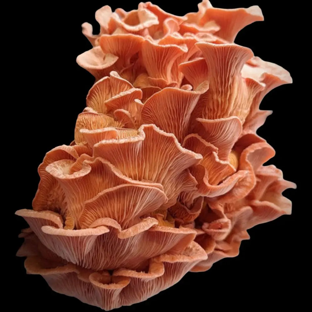 Valentine Oyster Mushroom  Mycotopia