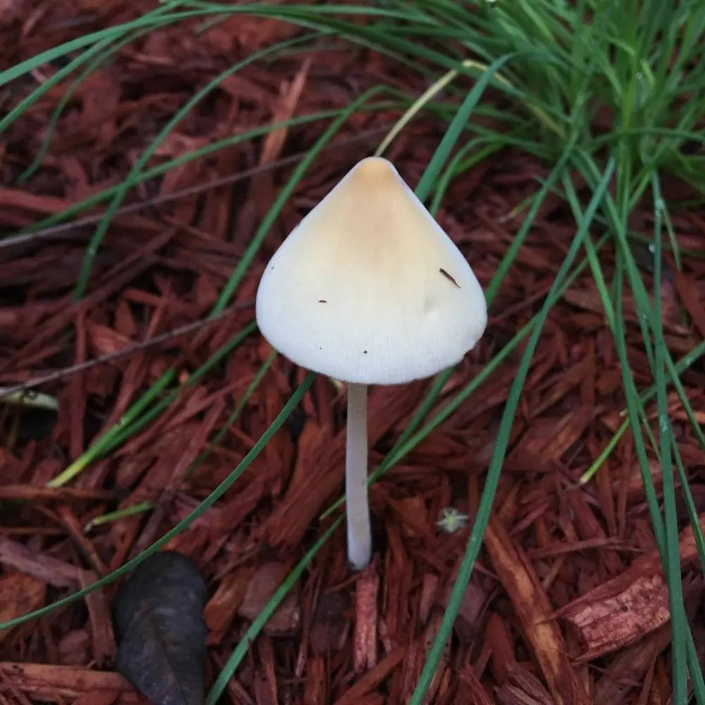 Florida Wild Strain Mushroom  Mycotopia