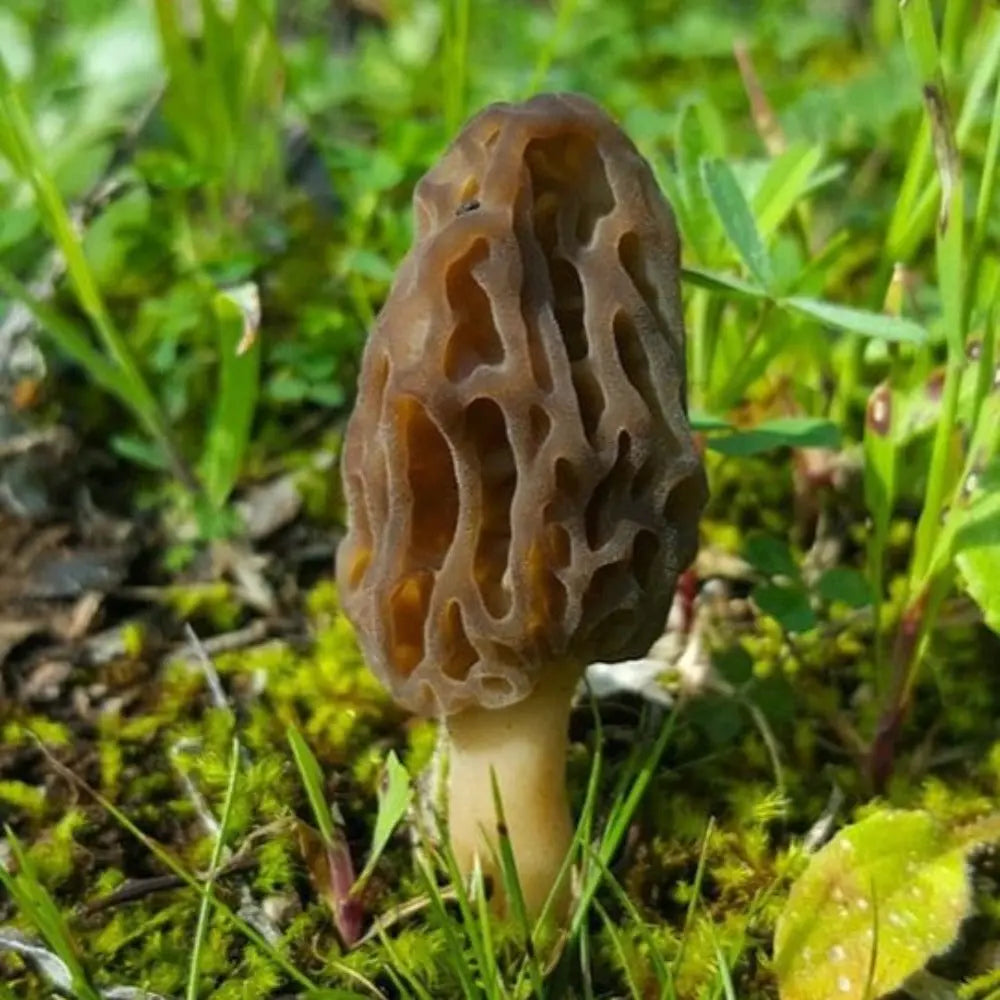 Australian Morel Mushroom  Mycotopia