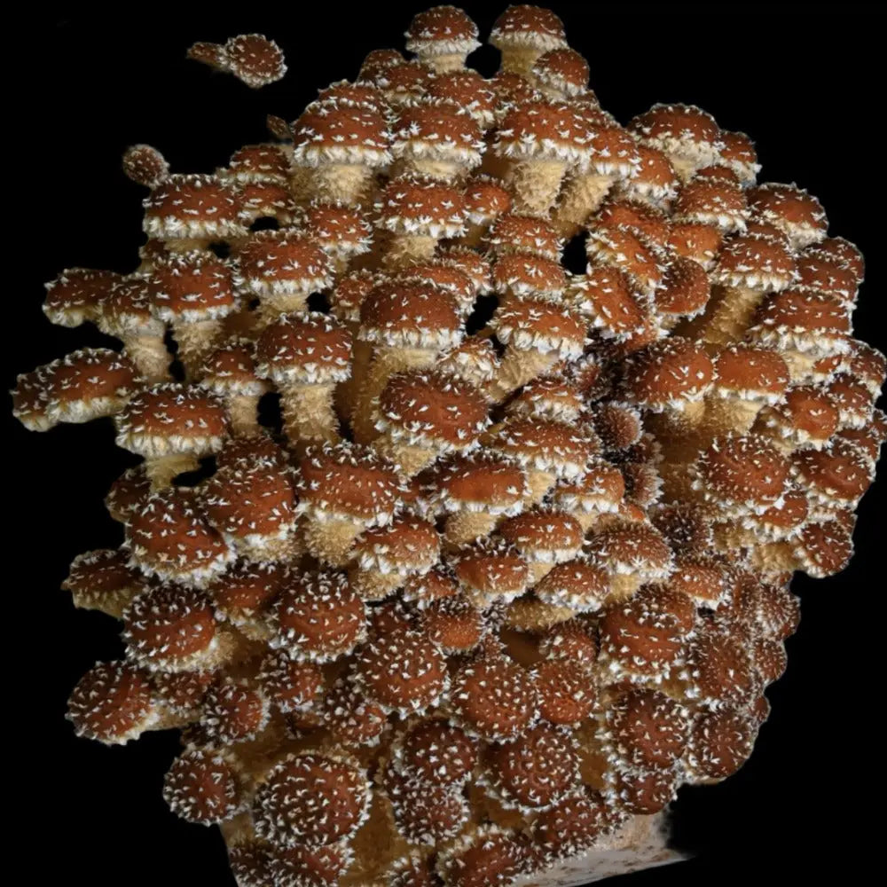 Freckled Chestnut Mushroom  Mycotopia