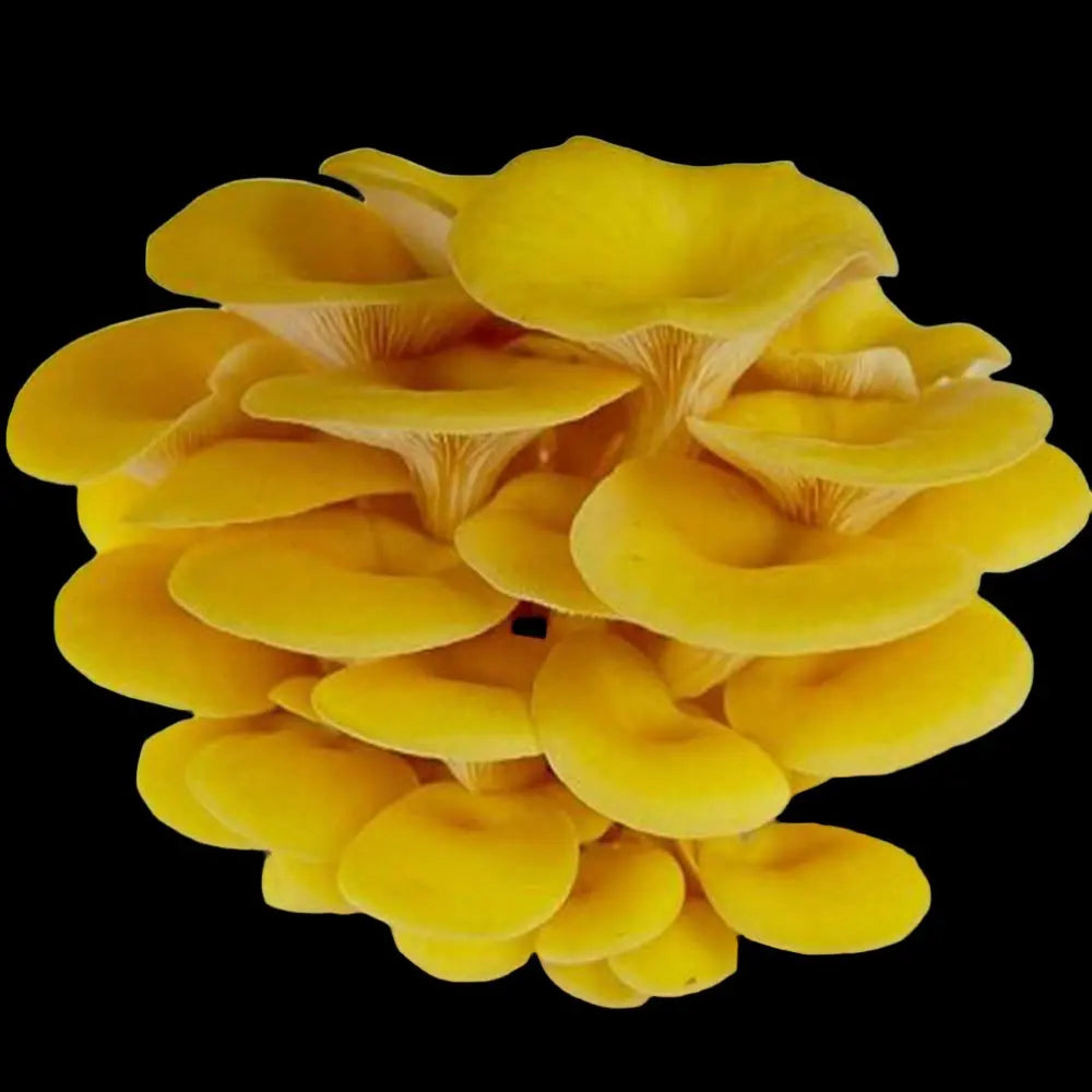 Golden Oyster Mushroom.  Mycotopia