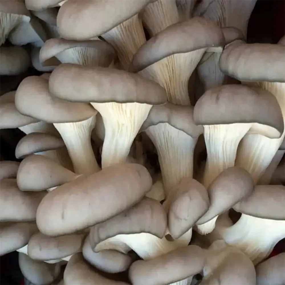 Sajor-caju Oyster Mushroom  Mycotopia