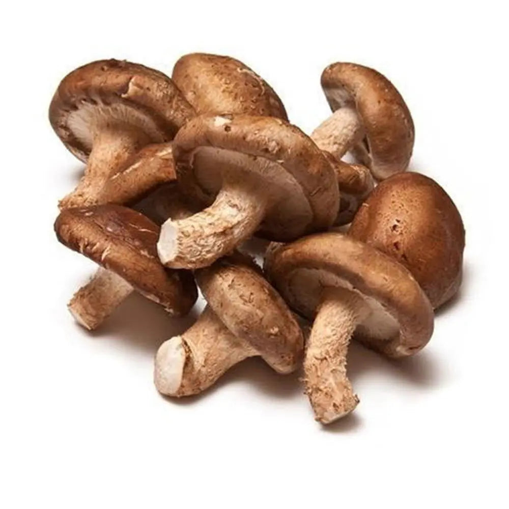 Shiitake Mushroom  Mycotopia