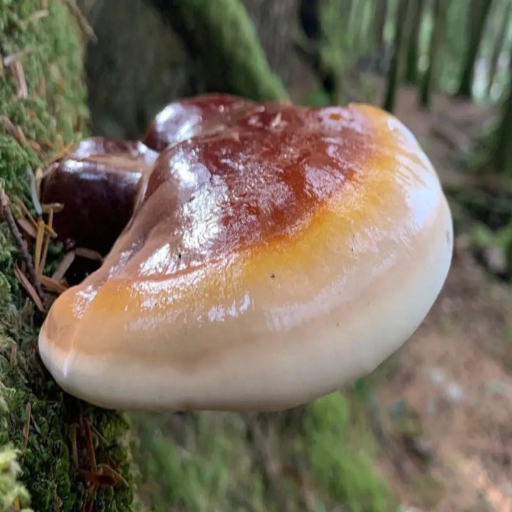 Oregon Polypore Mushroom  Mycotopia