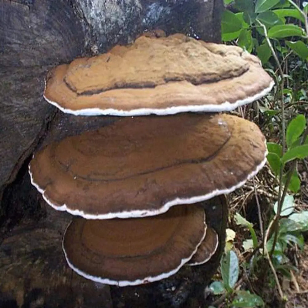 Artist's Conk Mushroom.  Mycotopia