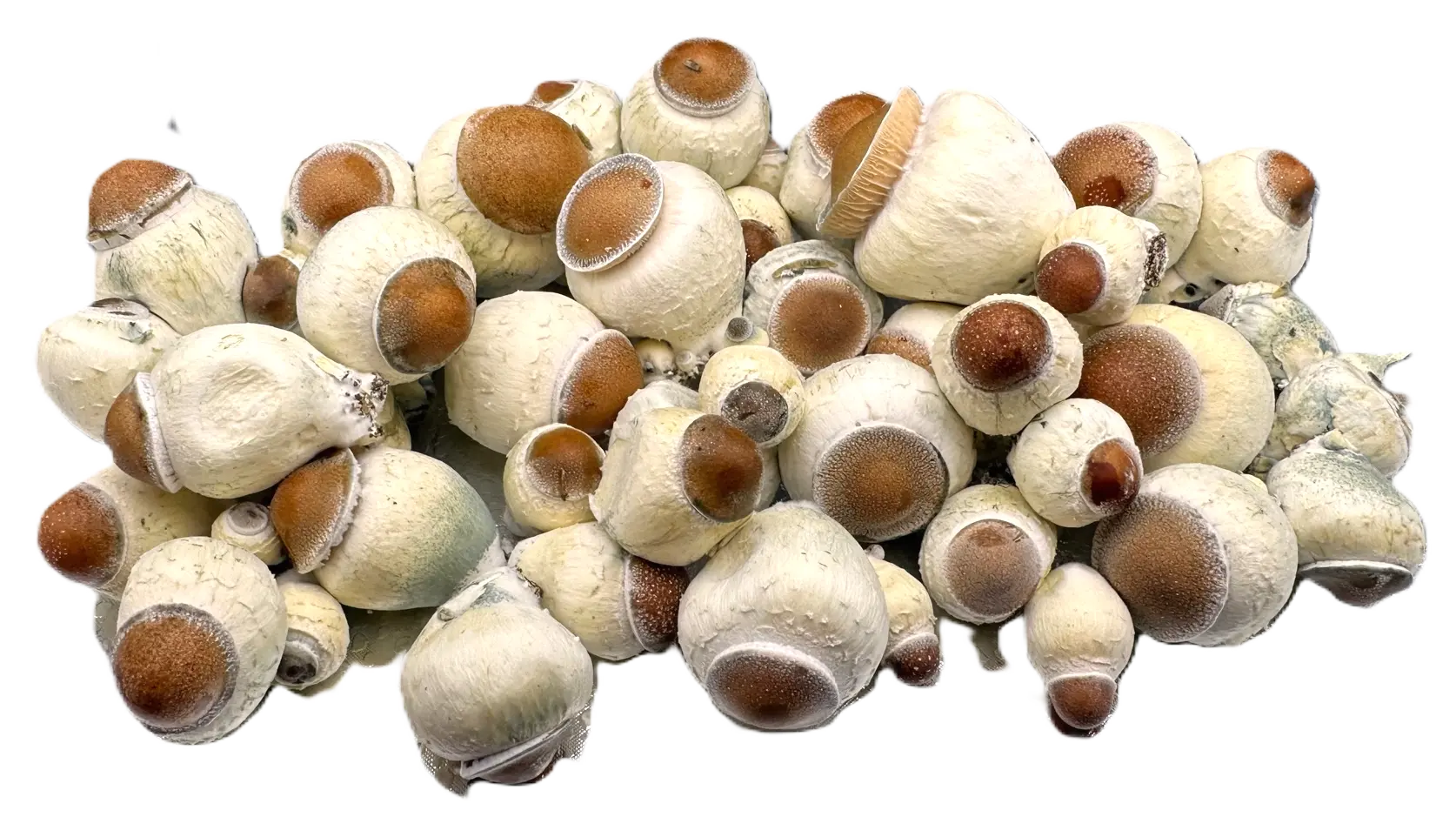 Garlic Knots Mushroom  Mycotopia