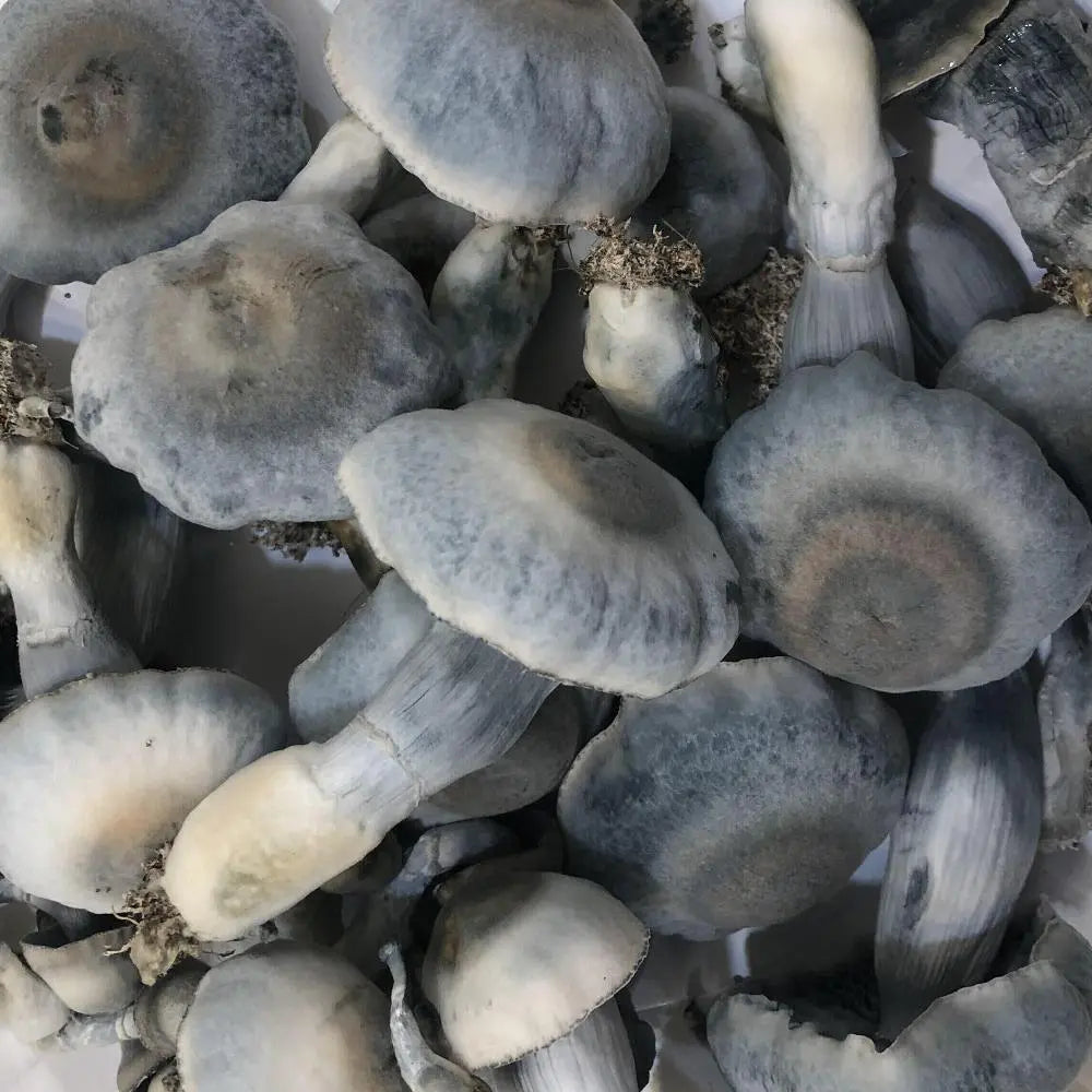 Ghost Toaster Mushroom.  Mycotopia