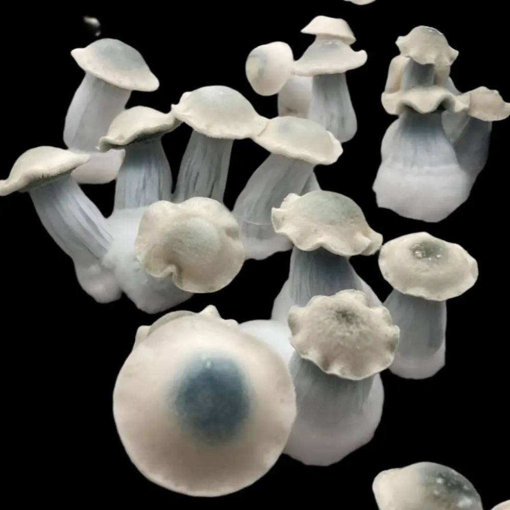 Ghost Mushroom.  Mycotopia