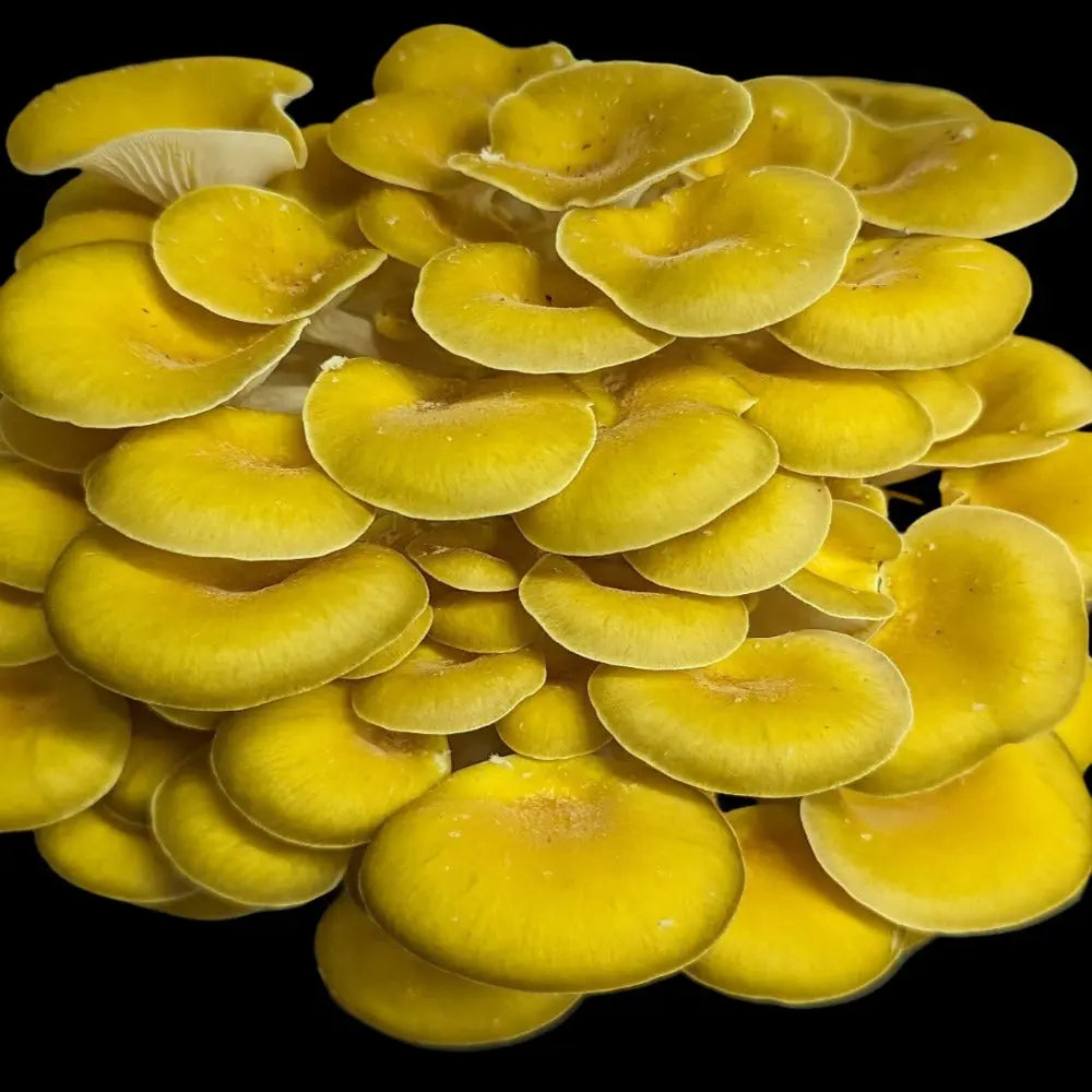 Golden Oyster (Wild Strain) Mushroom.  Mycotopia