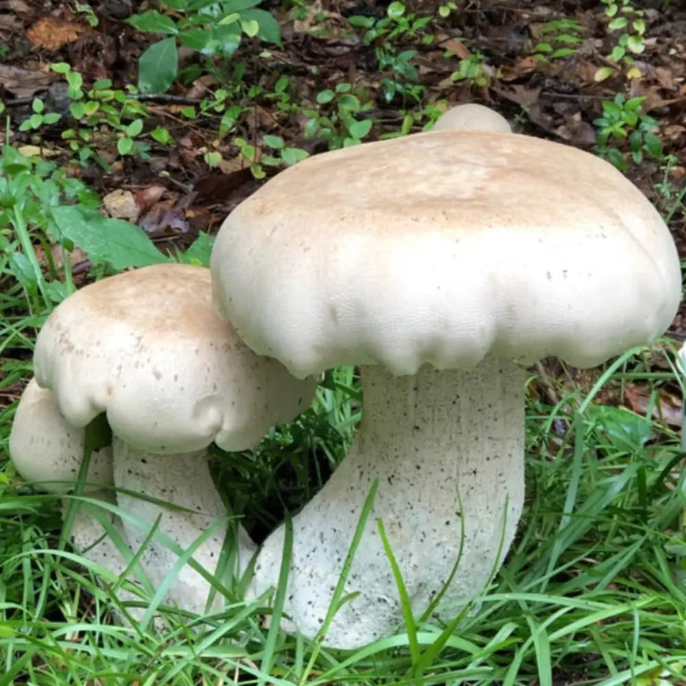 Macrocybe titans Mushroom  Mycotopia