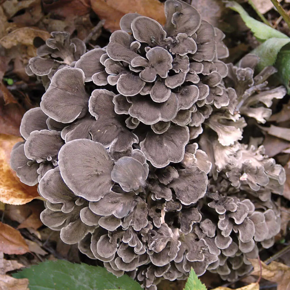 Maitake Mushroom  Mycotopia