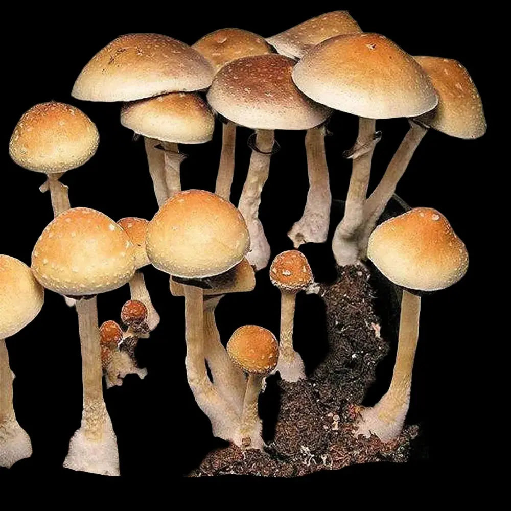 Guadalahara Mushroom  Mycotopia