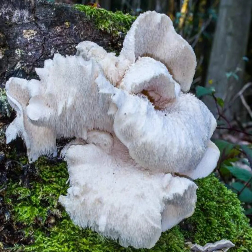 Tiered Tooth Fungus  Mycotopia