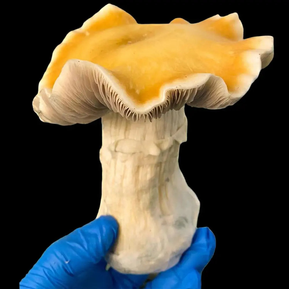 Hilbilly Pumkin Mushroom.  Mycotopia