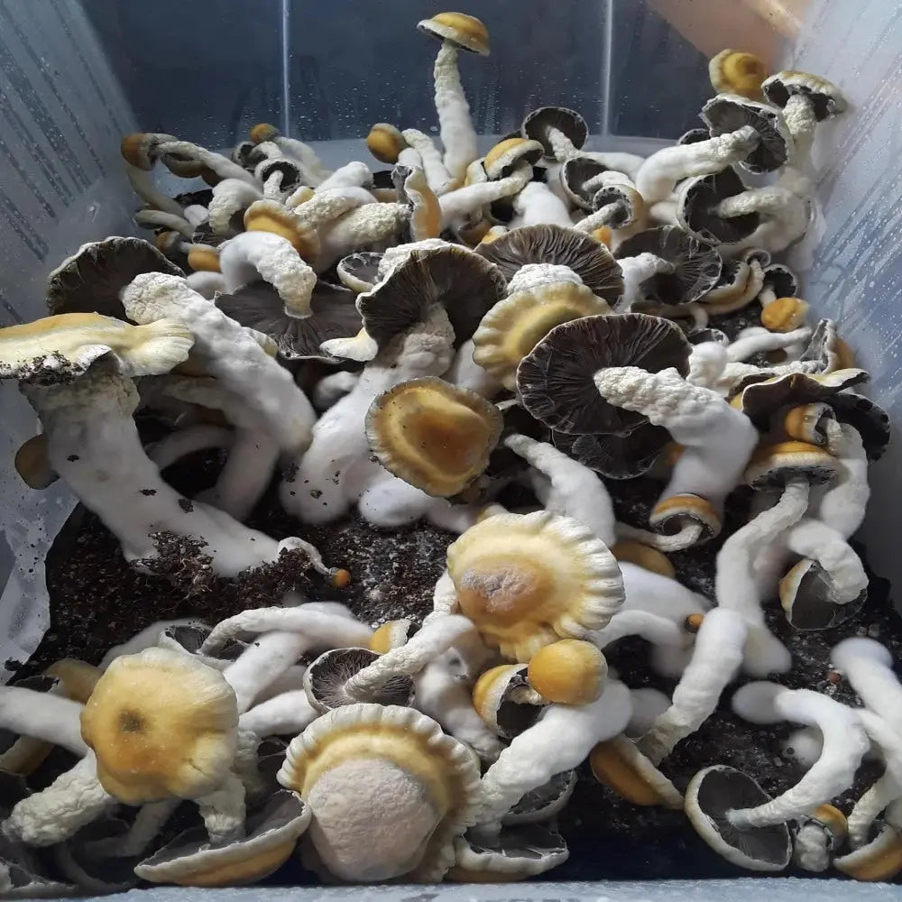 Homestead PE Mushroom  Mycotopia