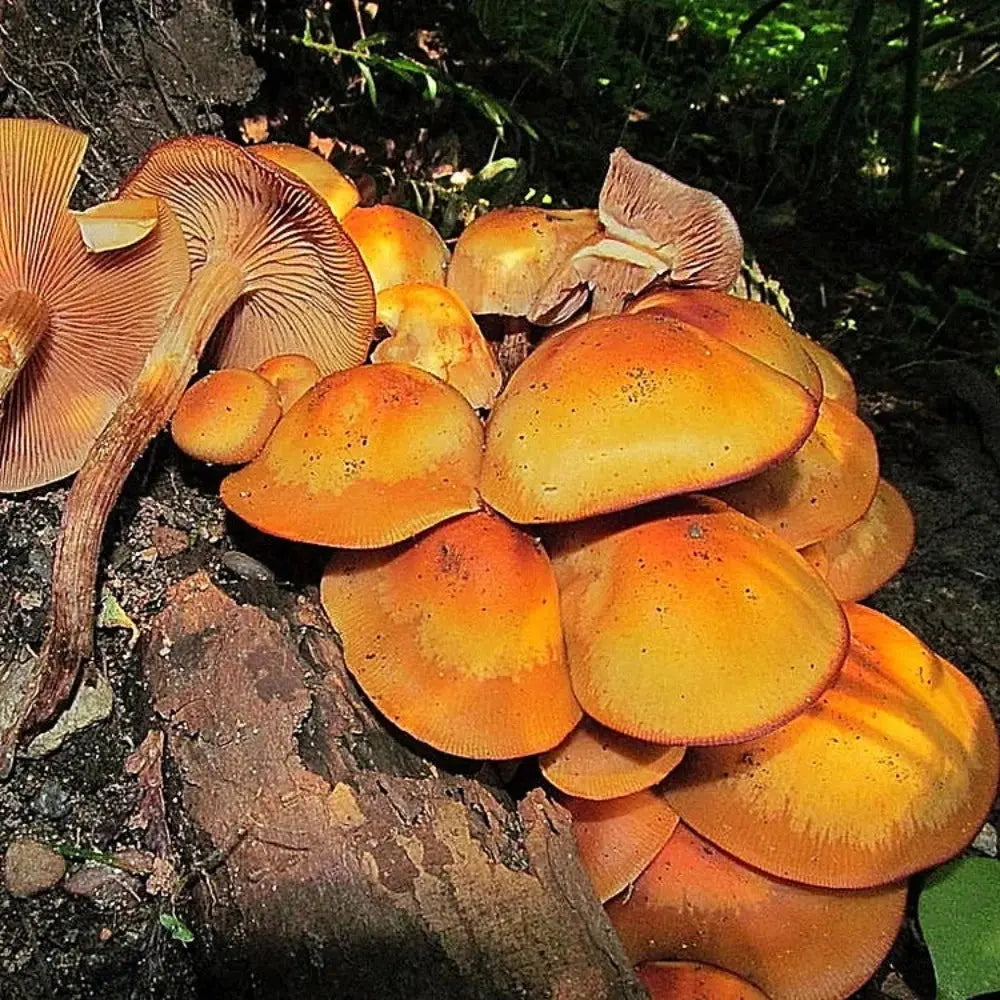 Honey Mushroom.  Mycotopia