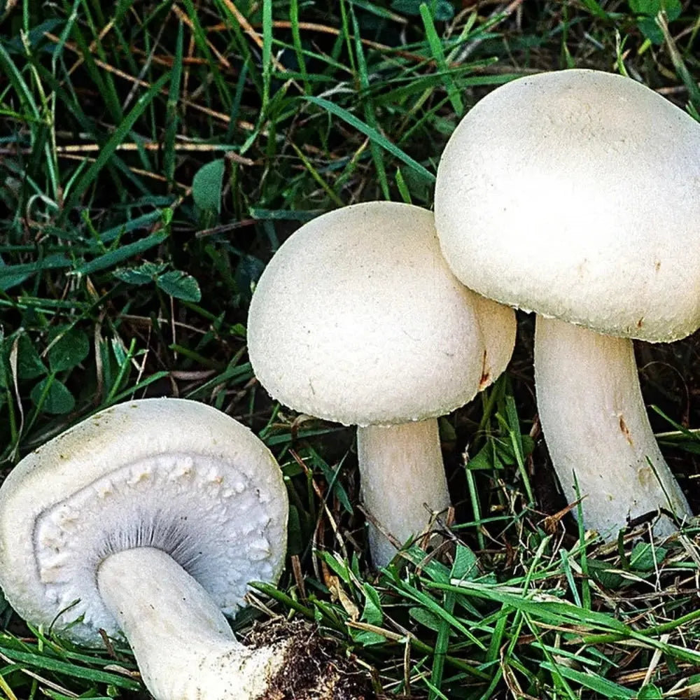 Horse Mushroom  Mycotopia