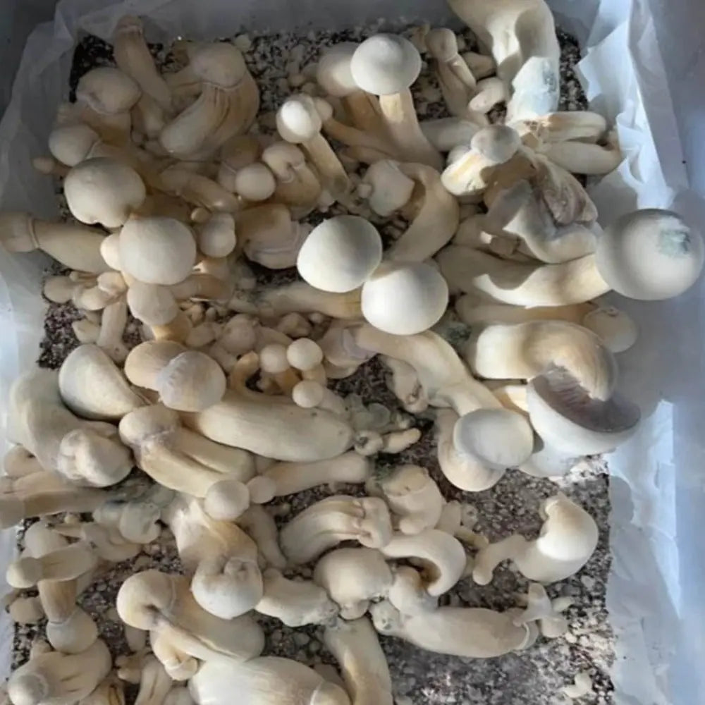 Leucistic Red Boy Mushroom  Mycotopia