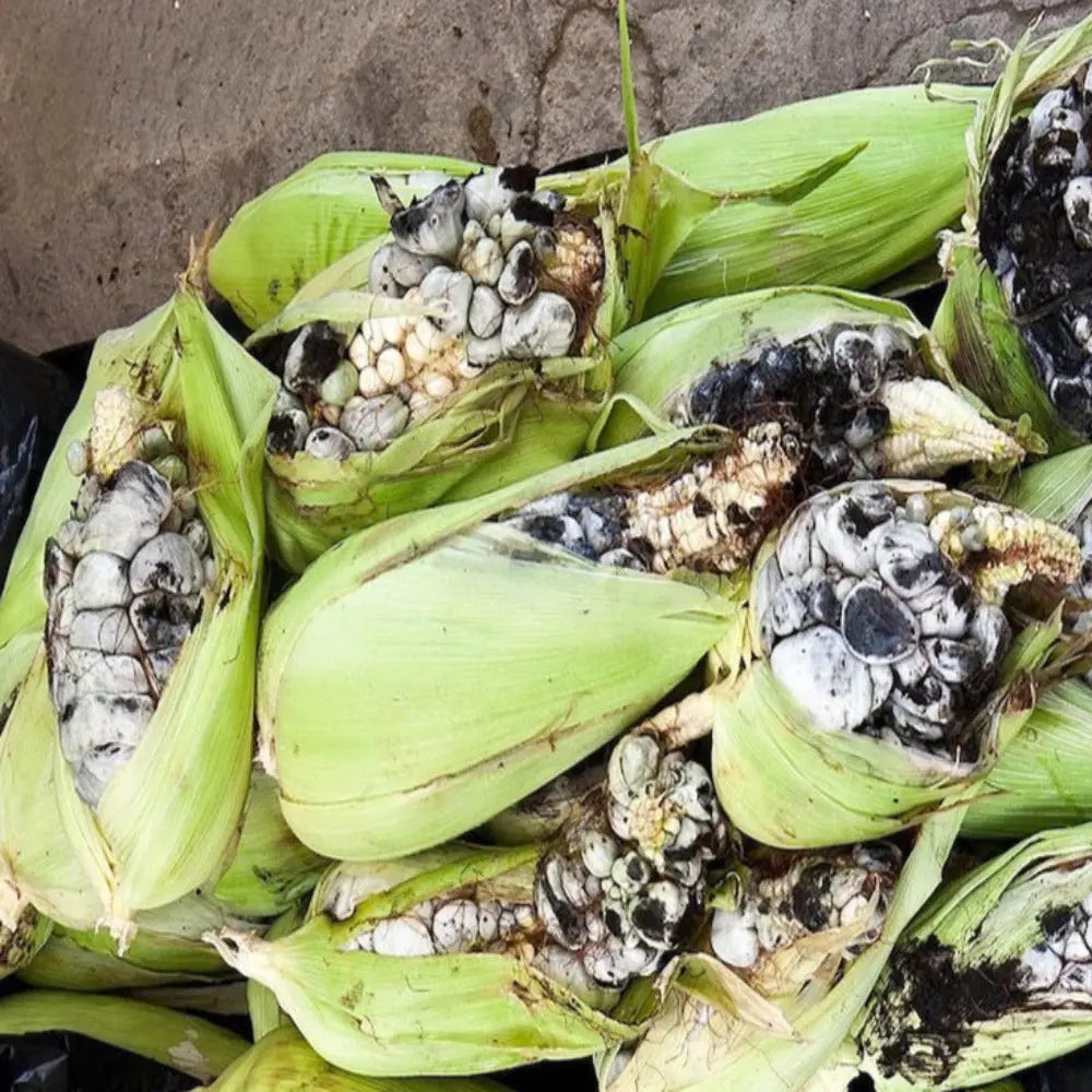 Corn smut (huitlacoche) Fungus  Mycotopia