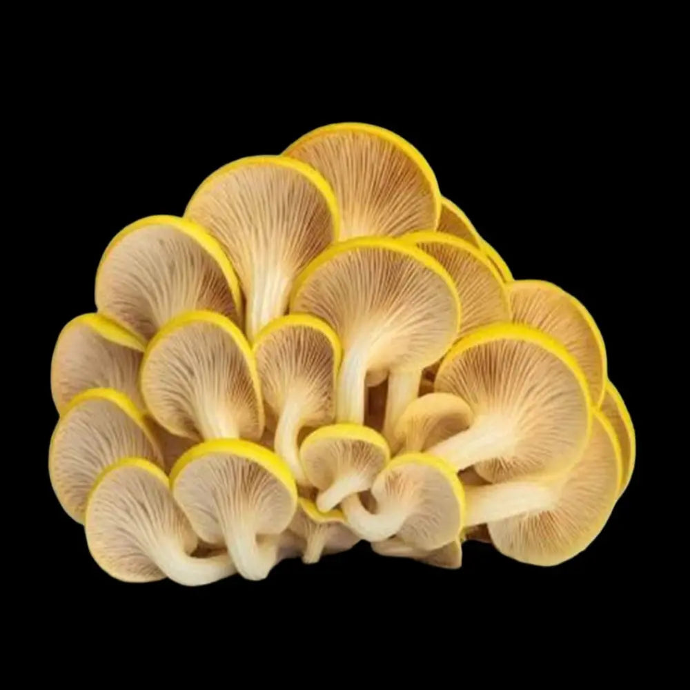 Golden Treasure Oyster Mushroom  Mycotopia