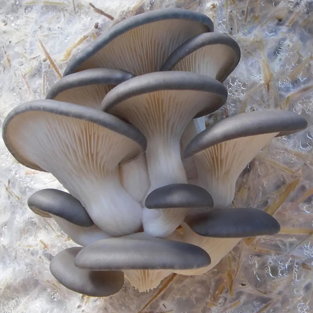 Blue Brat Oyster Mushroom.  Mycotopia