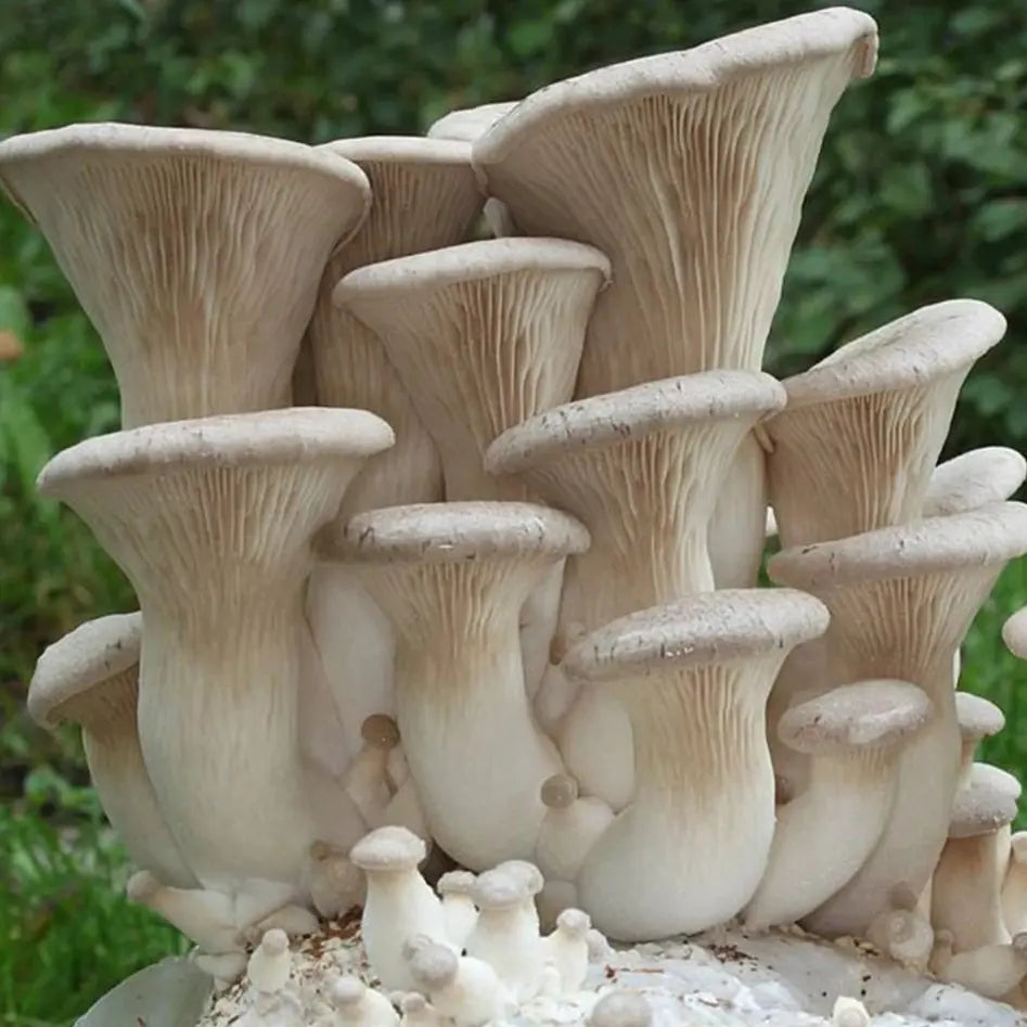 Pathfinder Oyster Mushroom  Mycotopia