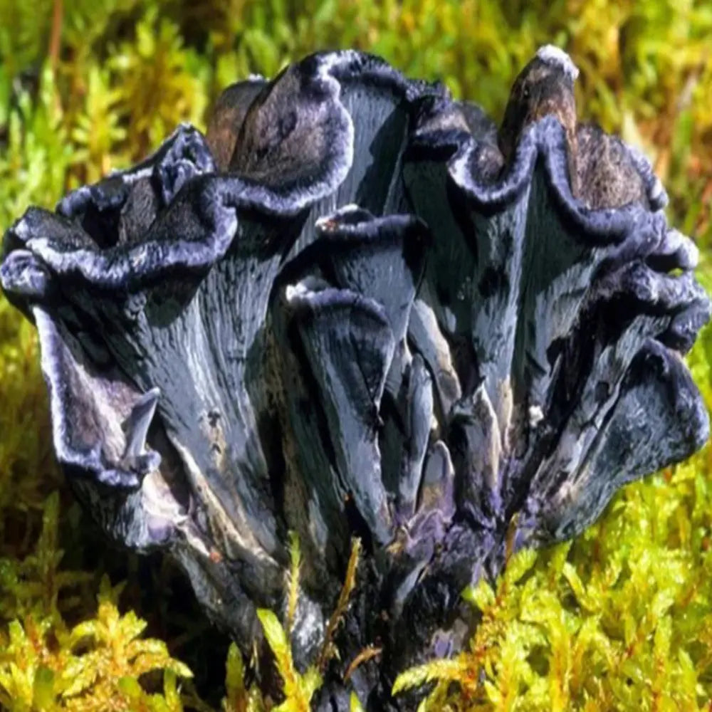 Blue Chanterelle Mushroom  Mycotopia