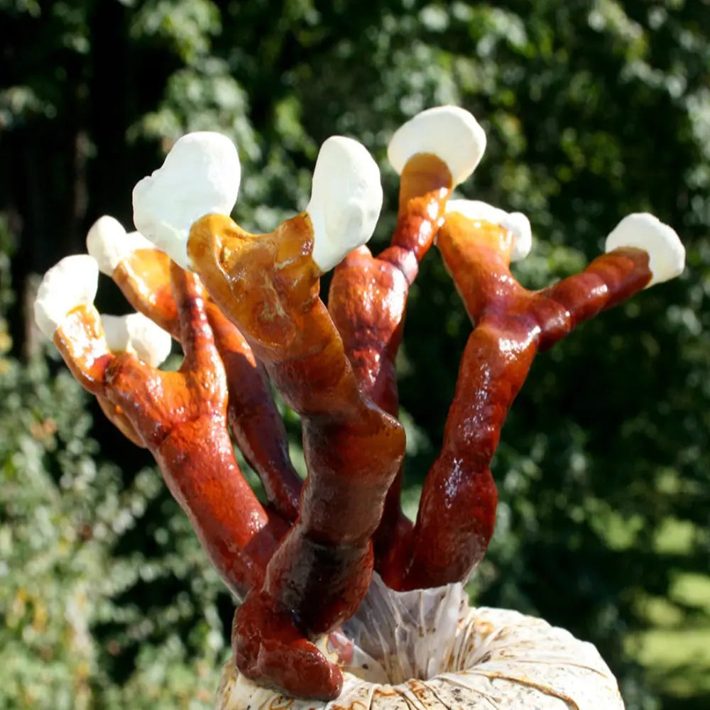 Antler Reishi Mushroom.  Mycotopia