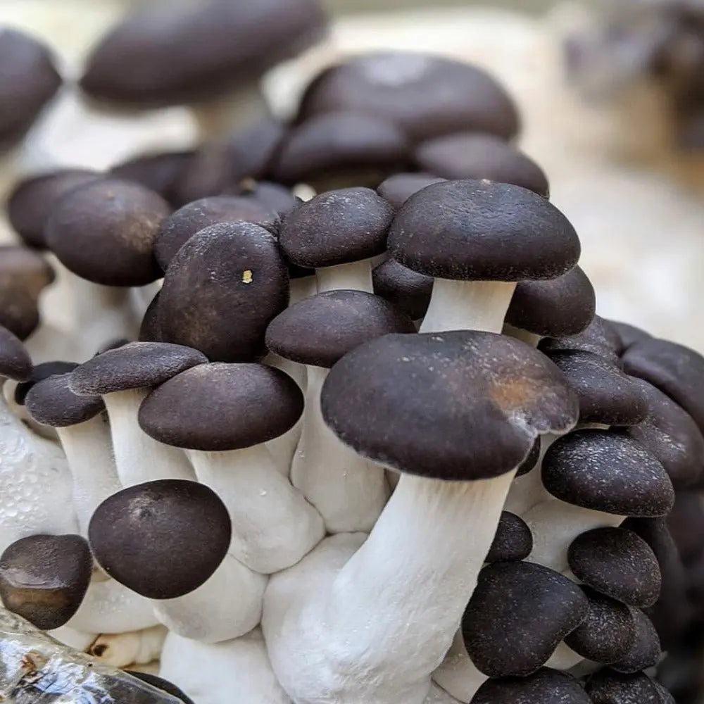 Black Pearl King Oyster Mushroom  Mycotopia