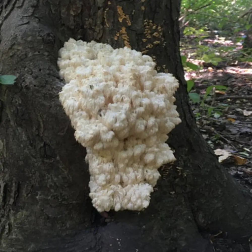 Coral Tooth Mushroom  Mycotopia