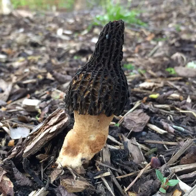 Black Morel Mushroom  Mycotopia