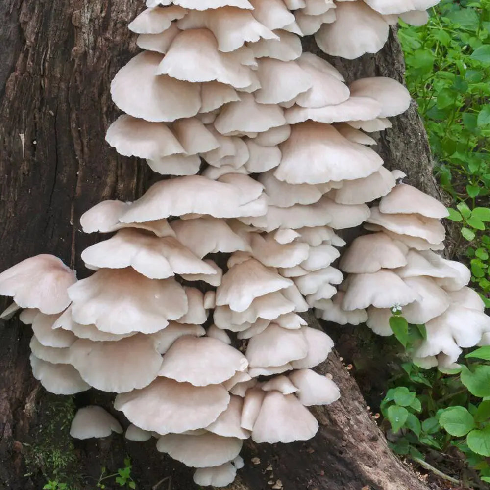 Indian Oyster Mushroom  Mycotopia