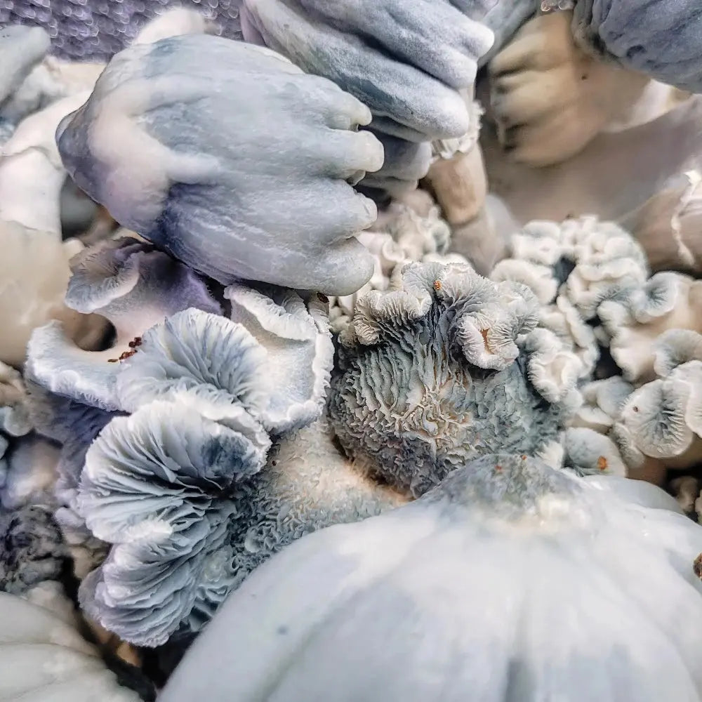 Indian Graveyard Mushroom.  Mycotopia