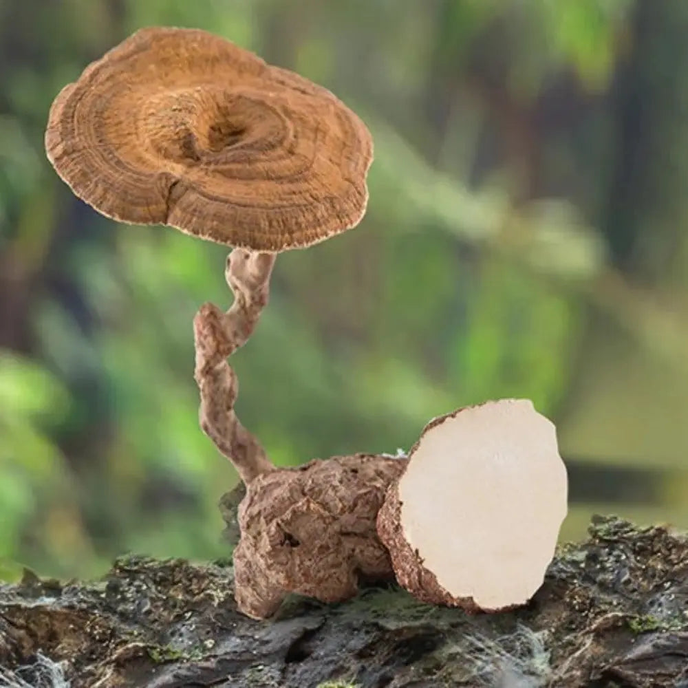 Tiger Milk Mushroom  Mycotopia