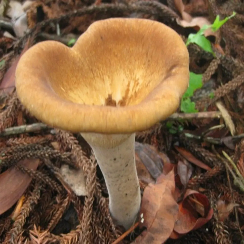 King Tuber Oyster Mushroom.  Mycotopia