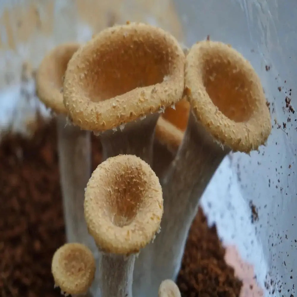 King Tuber Oyster Mushroom.  Mycotopia