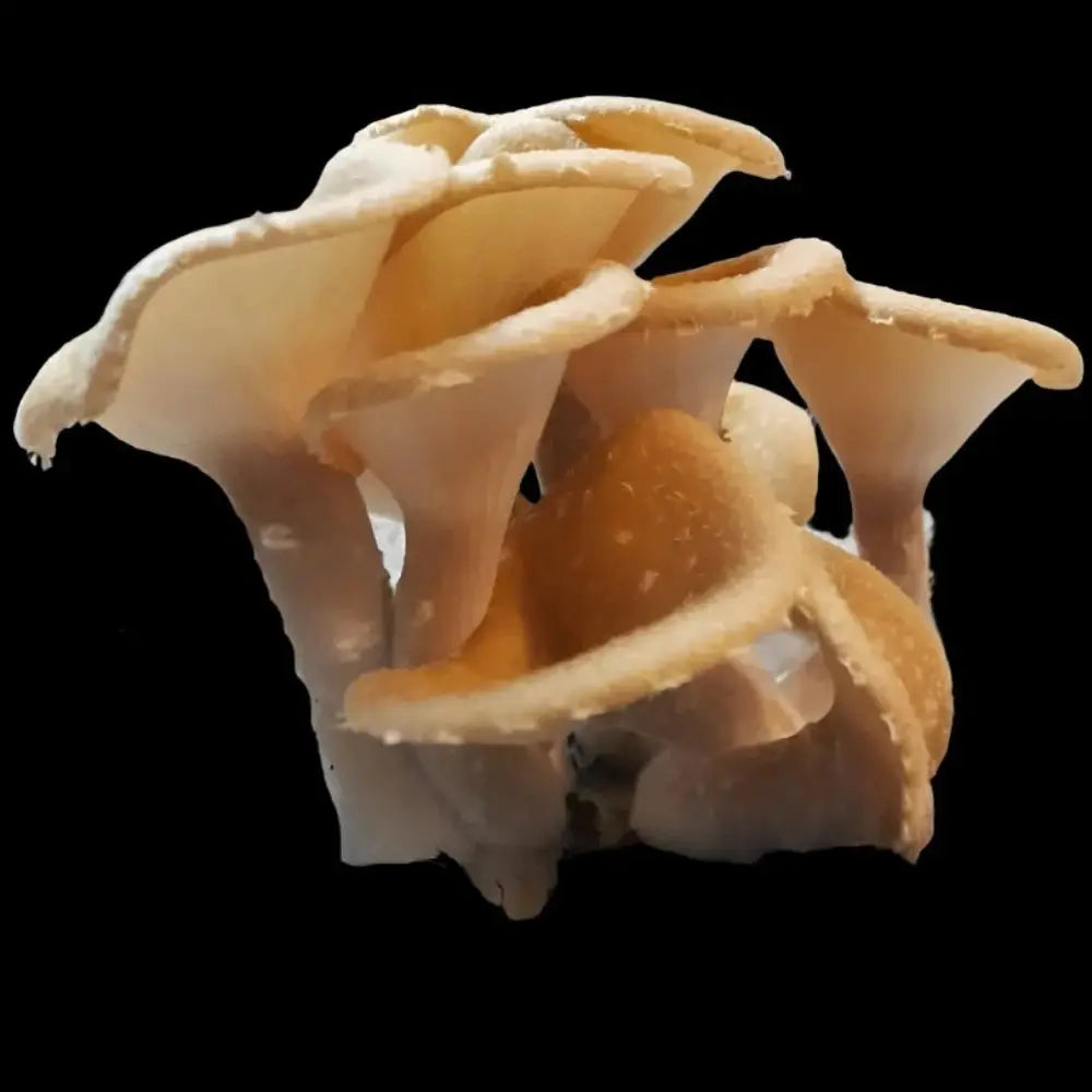 King Tuber Oyster Mushroom.  Mycotopia