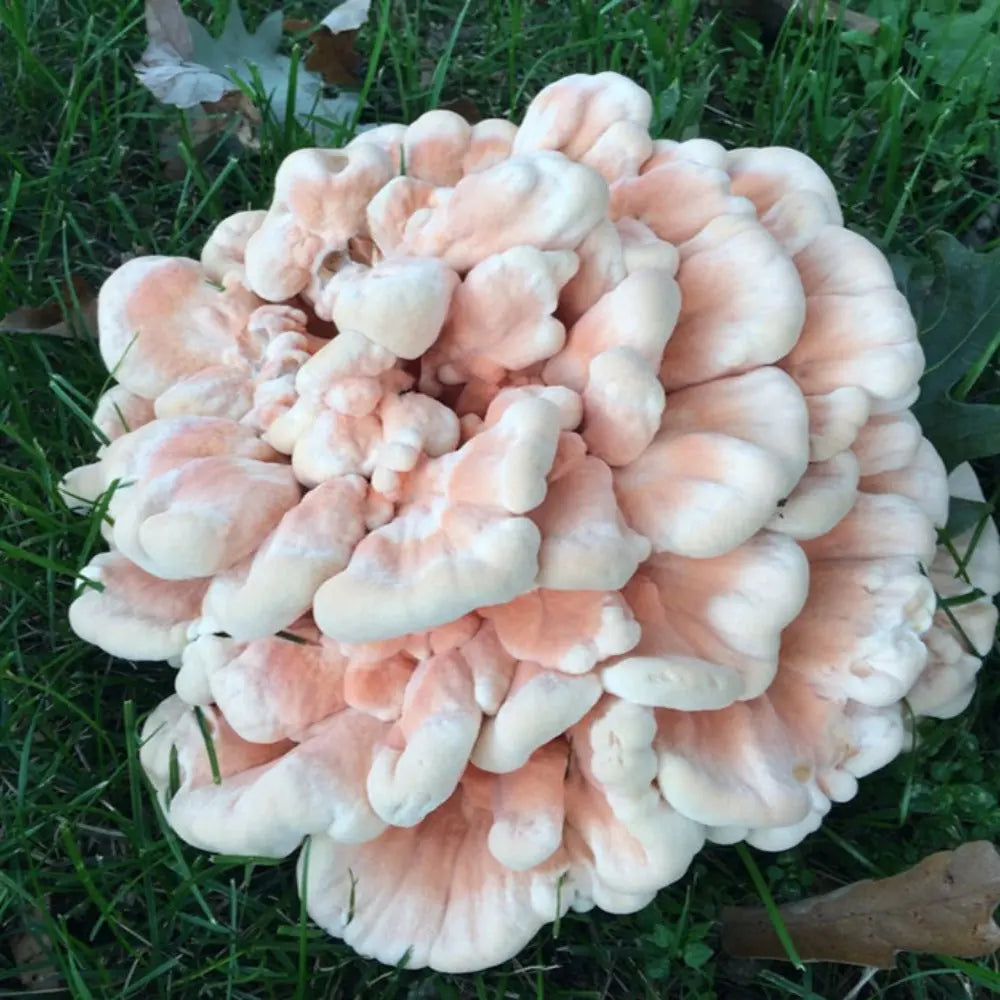 Chicken of the Woods (white pored) Mushroom  Mycotopia