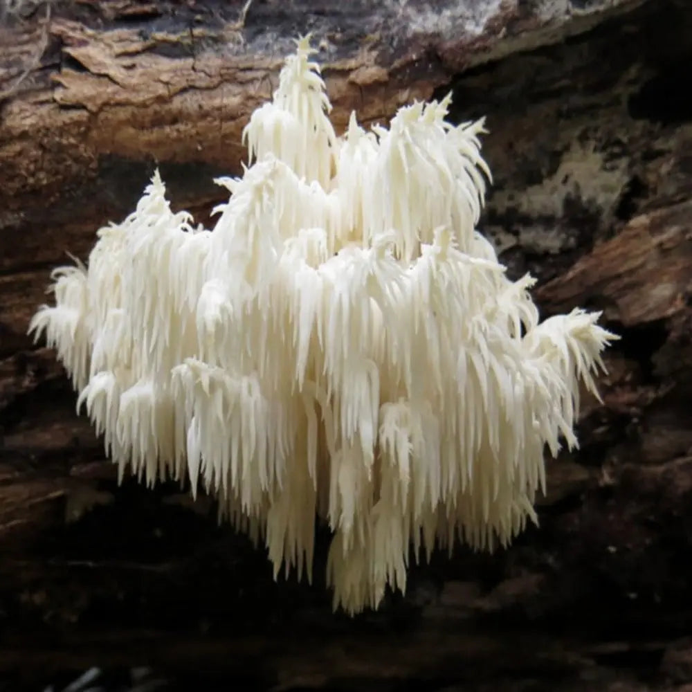 Coral Tooth Mushroom  Mycotopia