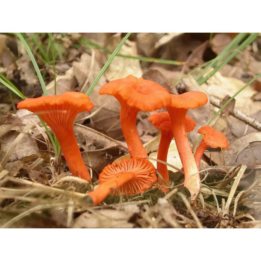 Red Chanterelle Mushroom  Mycotopia