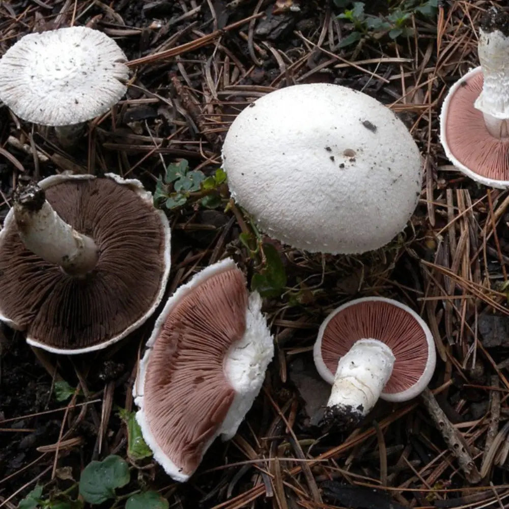 Meadow Mushroom  Mycotopia