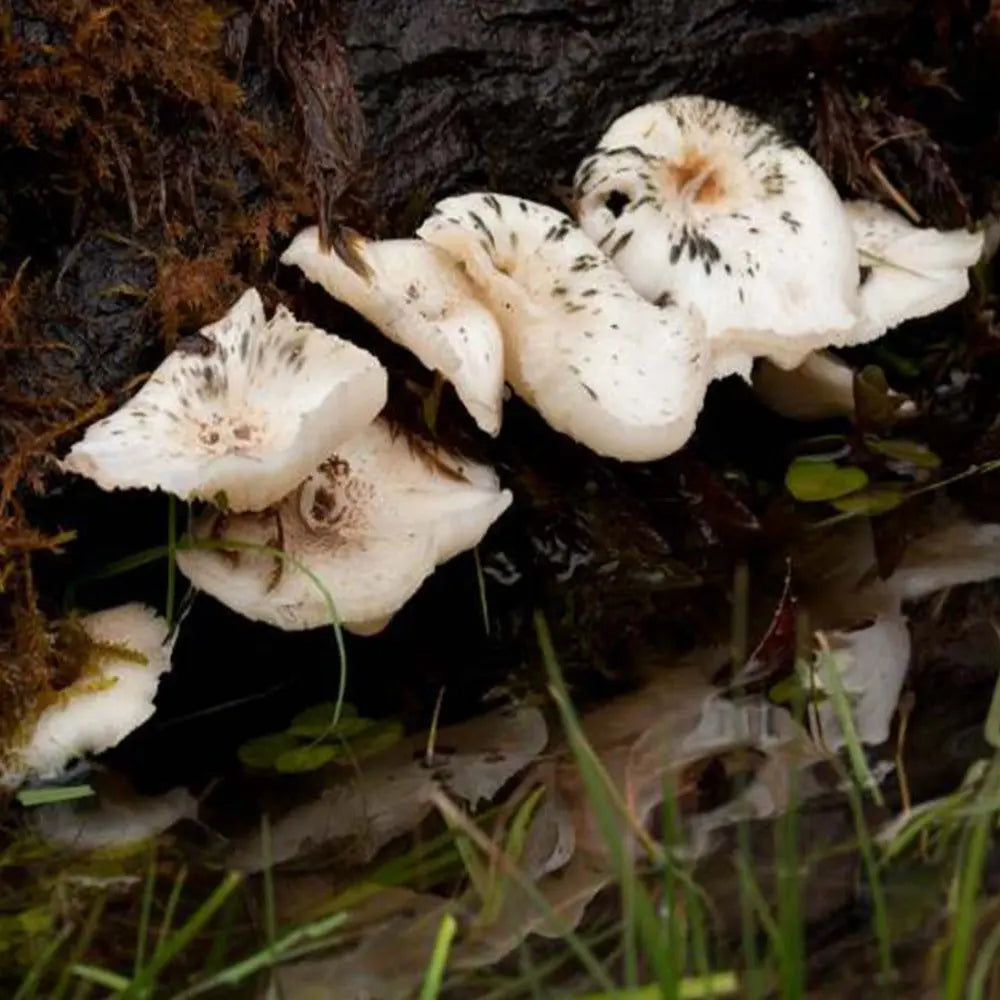 Tiger Sawgill Mushroom  Mycotopia