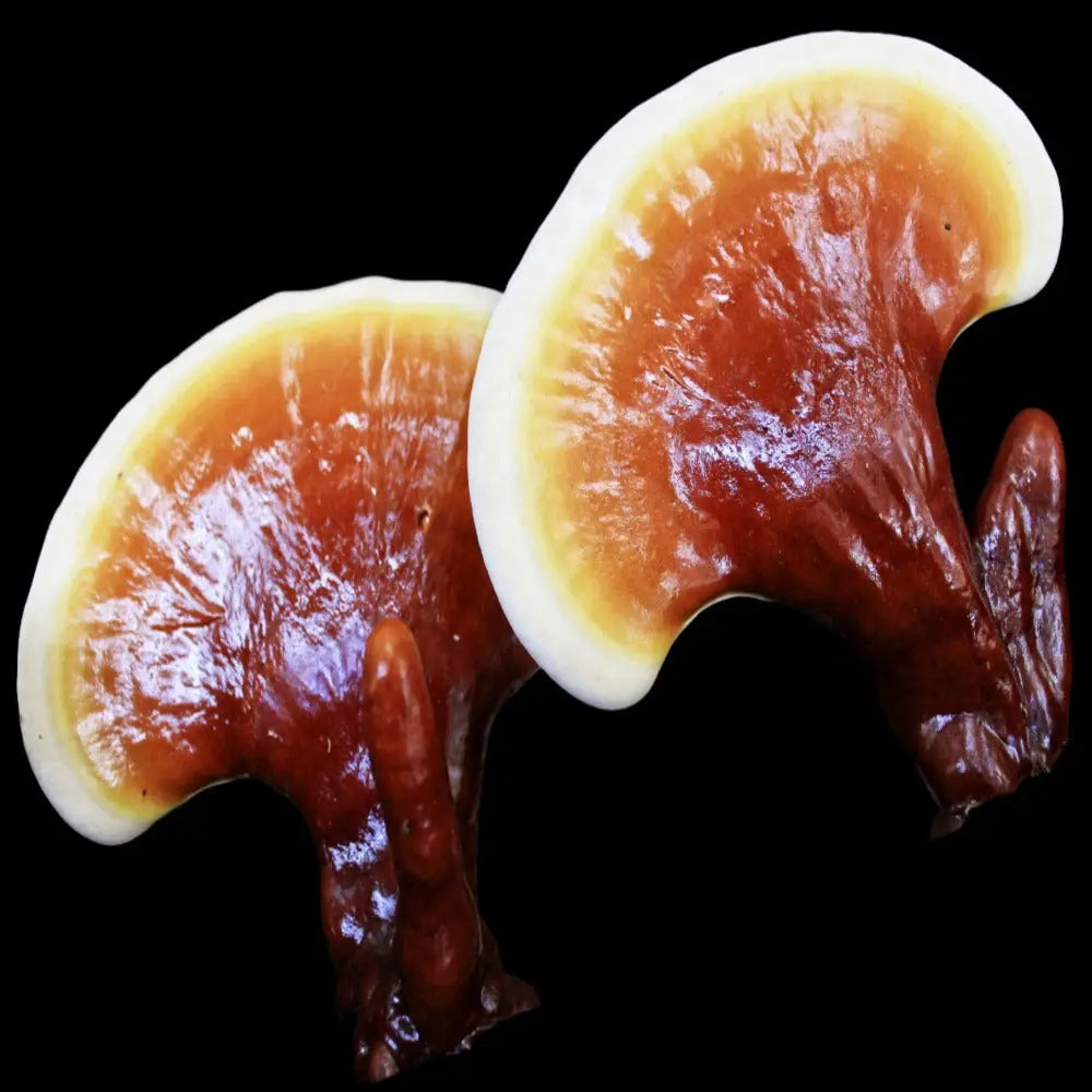 Lingzhi Reishi Mushroom.  Mycotopia