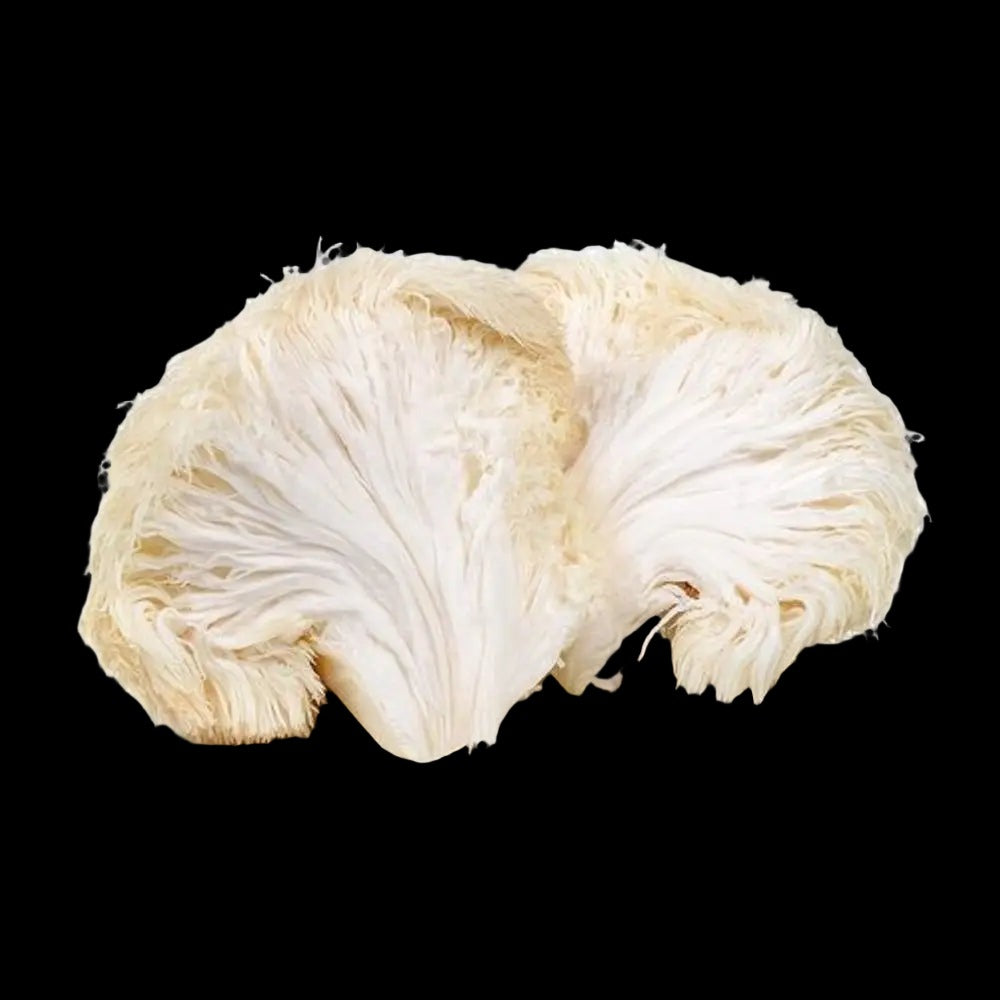 Lions Mane Mushroom  Mycotopia