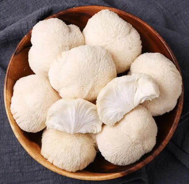 Lions Mane Mushroom  Mycotopia