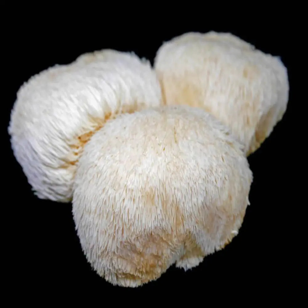 Lions Mane Mushroom  Mycotopia