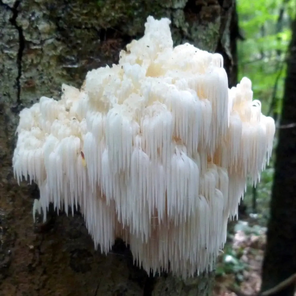 Lions Beard Mushroom  Mycotopia