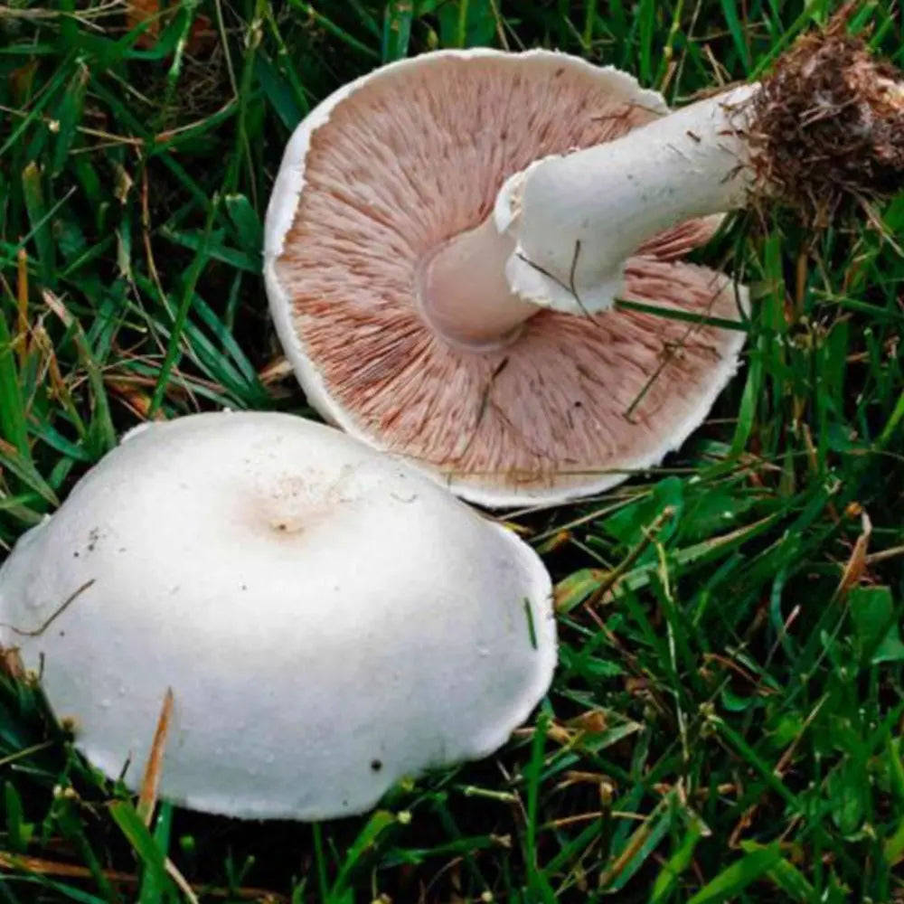 Meadow Mushroom  Mycotopia